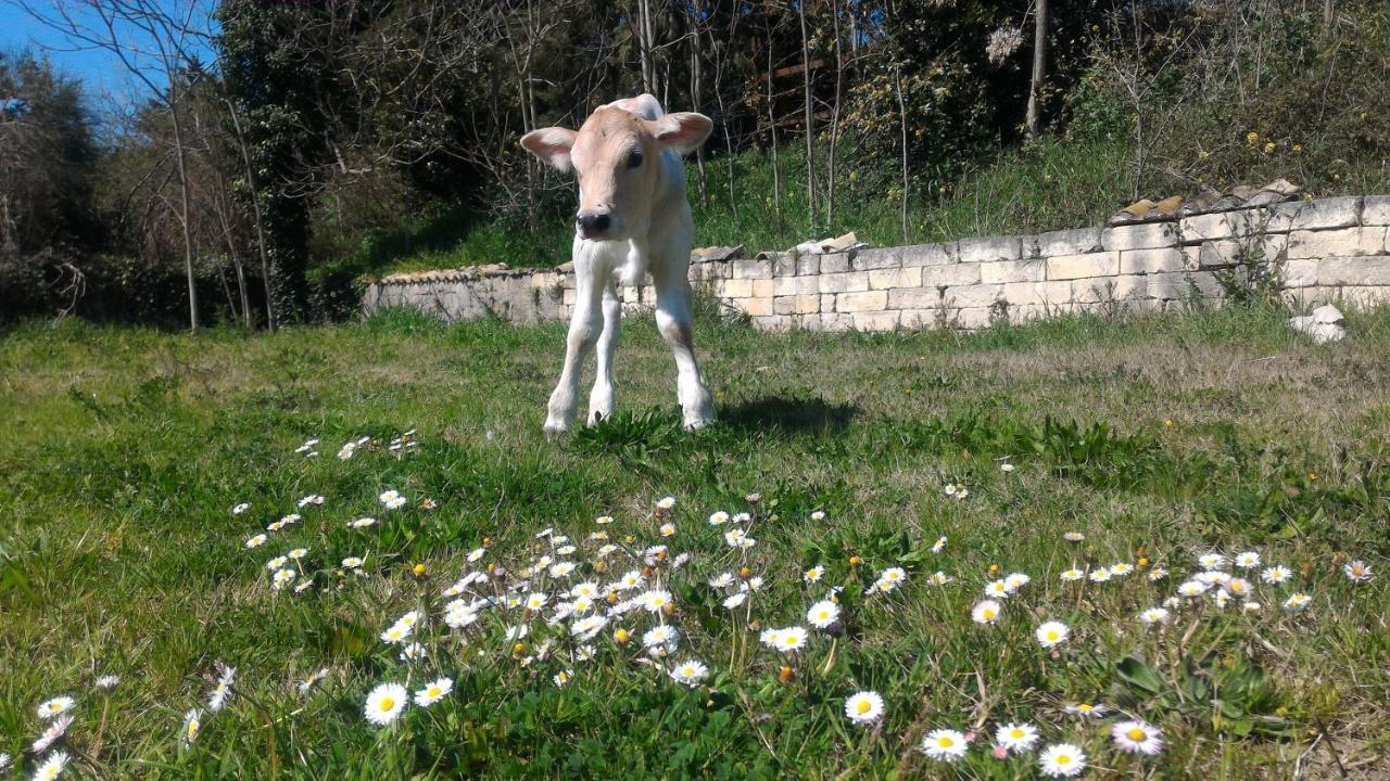 Masseria La Fiorita Matera Bagian luar foto